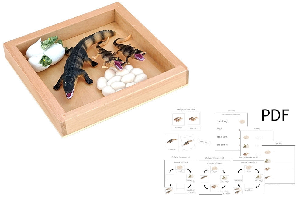 Life Cycle of a Crocodile with Tray