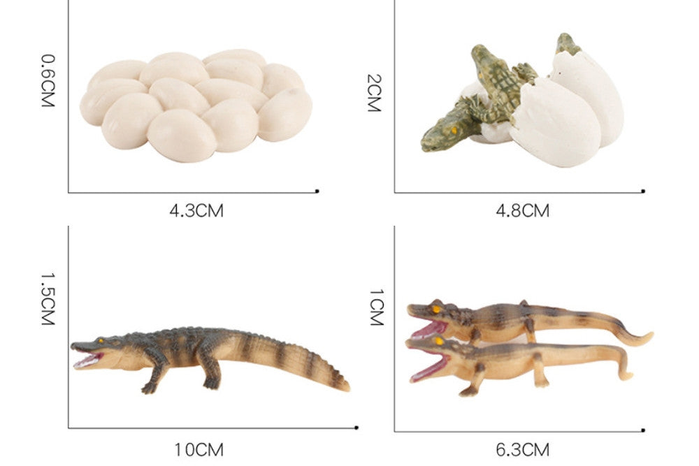 Life Cycle of a Crocodile with Tray