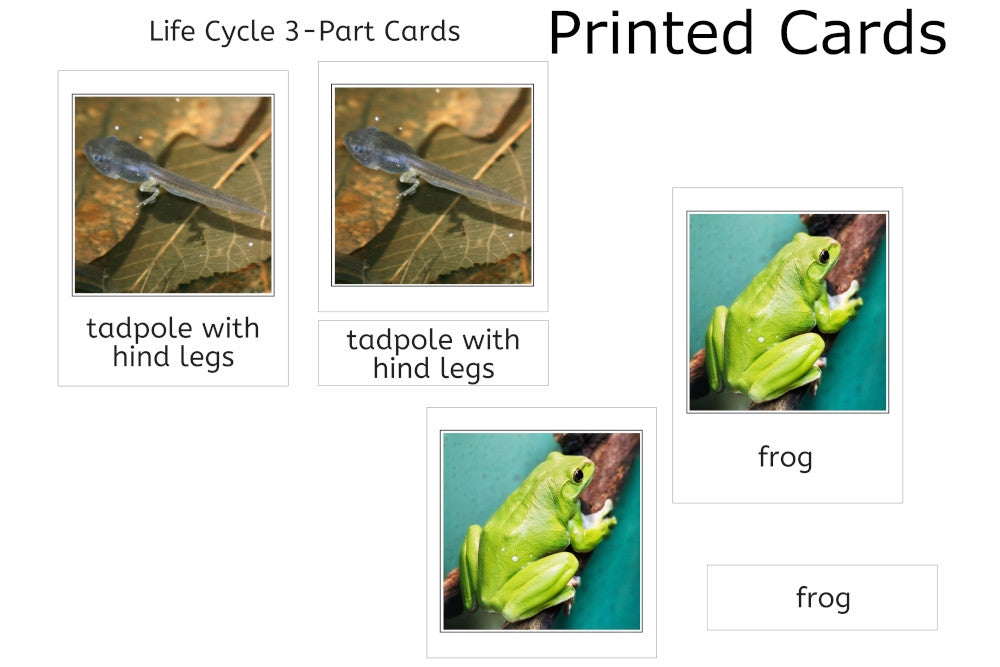 Life Cycle of a Frog,  Tray and Cards