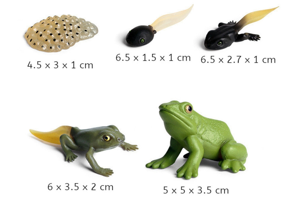 Life Cycle of a Frog with Sorting Tray