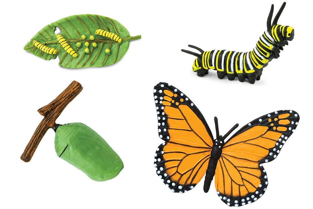 Life Cycle of a Monarch Butterfly