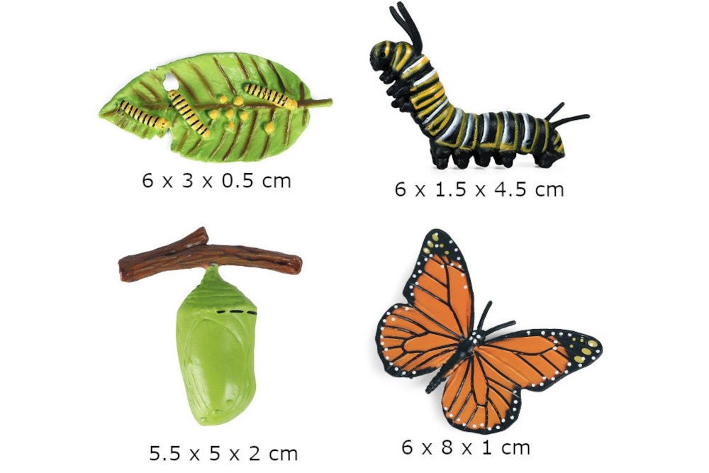 Life Cycle of a Butterfly with Tray and Cards