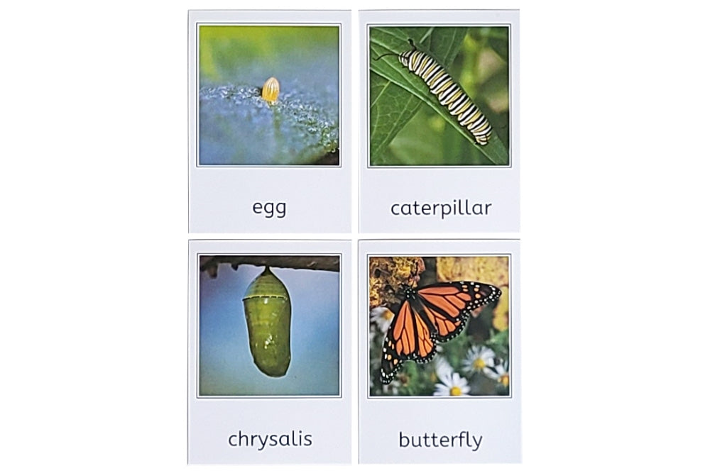 Life Cycle of a Butterfly with Tray and Cards