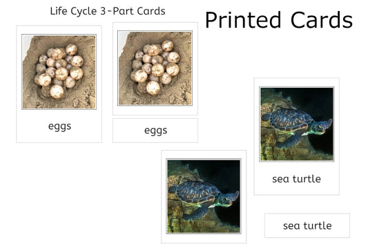 Sea Turtle Life Cycle 3-Part Cards