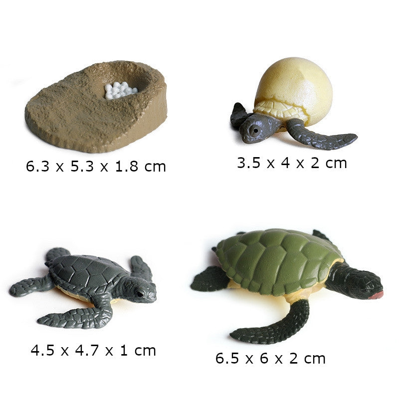 Life Cycle of a Green Sea Turtle with Tray