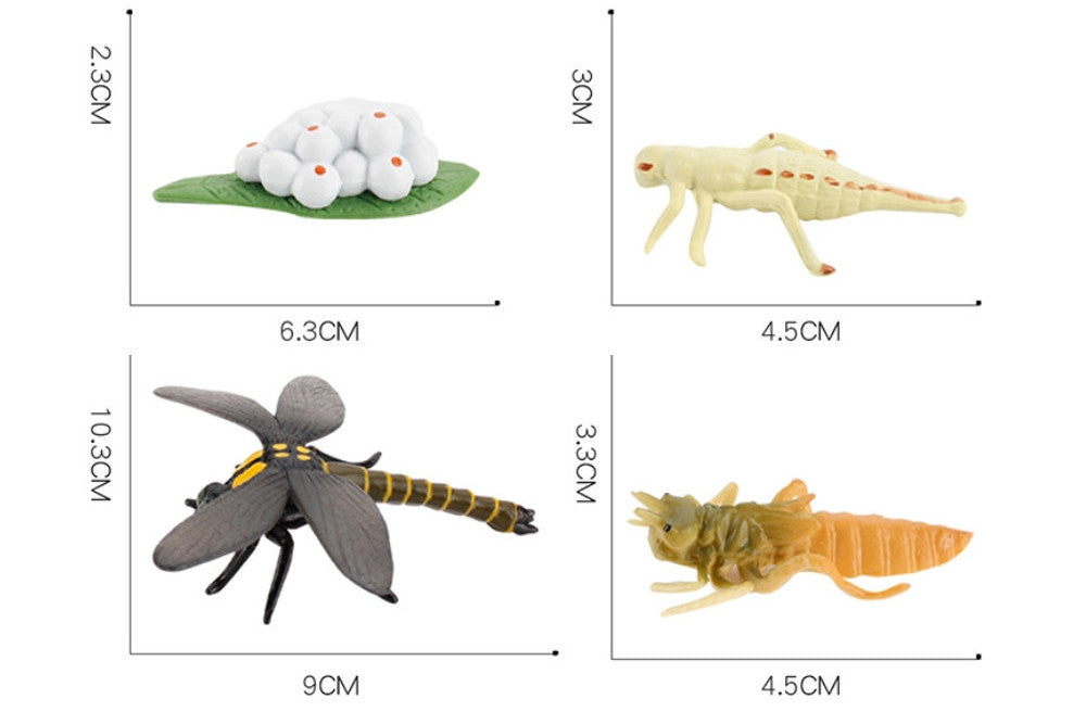 Life Cycle of a Dragonfly with Demo Tray