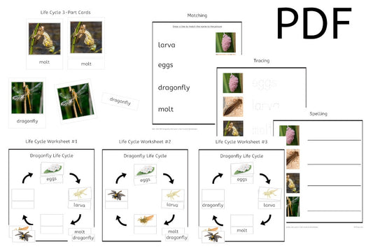 Dragonfly Life Cycle 3-Part Cards & Worksheets (PDF)