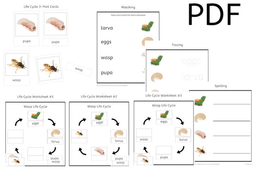 Wasp Life Cycle 3-Part Cards & Worksheets (PDF)