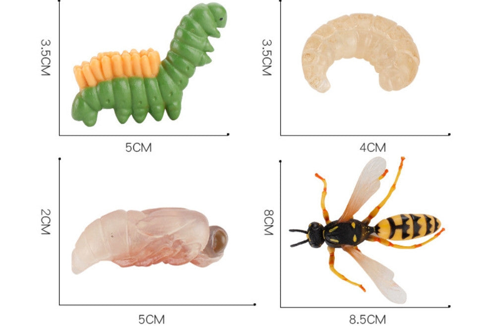 Life Cycle of a Wasp with Tray