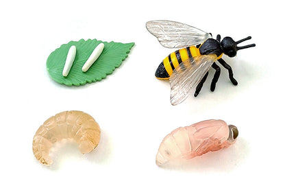 Life Cycle of a Honey Bee