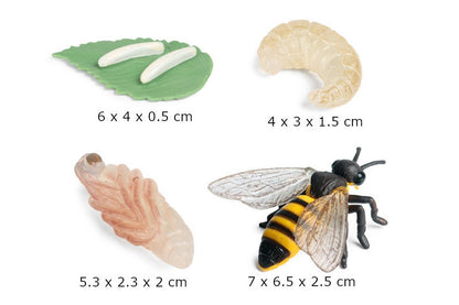 Life Cycle of a Honey Bee