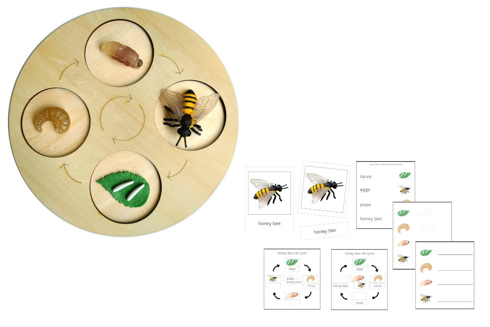 Life Cycle of a Honey Bee with Demo Tray