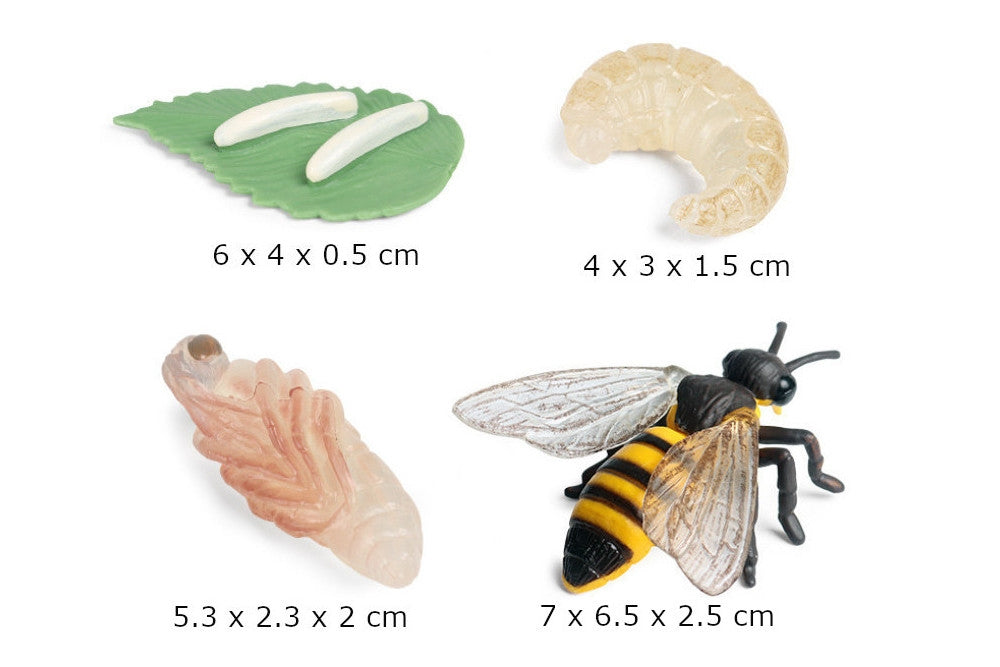 Life Cycle of a Honey Bee with Demo Tray