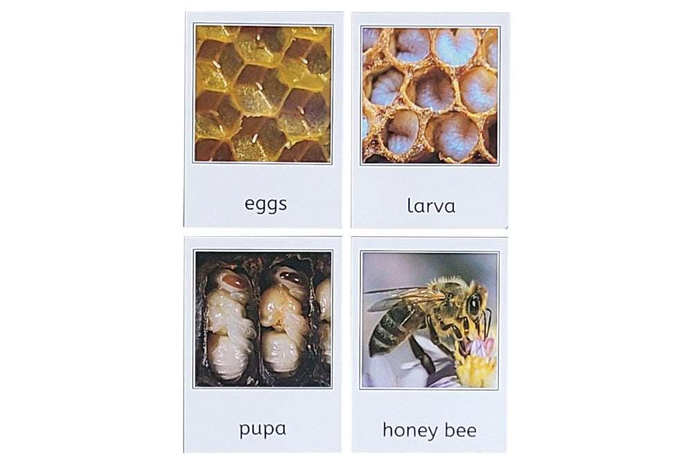 Life Cycle of a Honey Bee with Tray and Cards