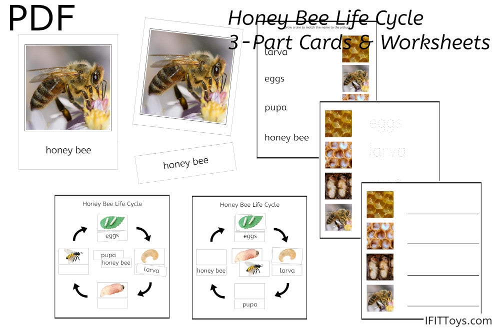 Honey Bee Life Cycle 3-Part Cards & Worksheets (PDF)