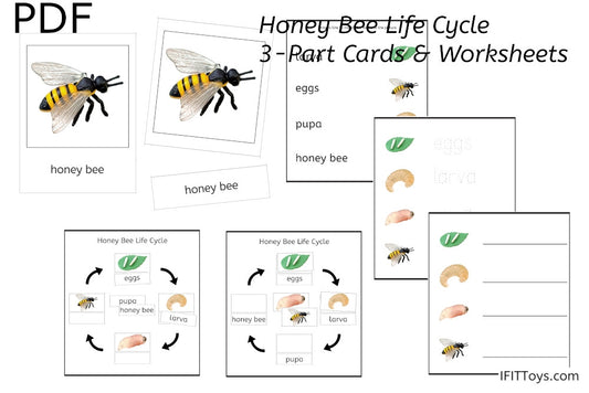 Honey Bee Life Cycle 3-Part Cards & Worksheets (PDF)