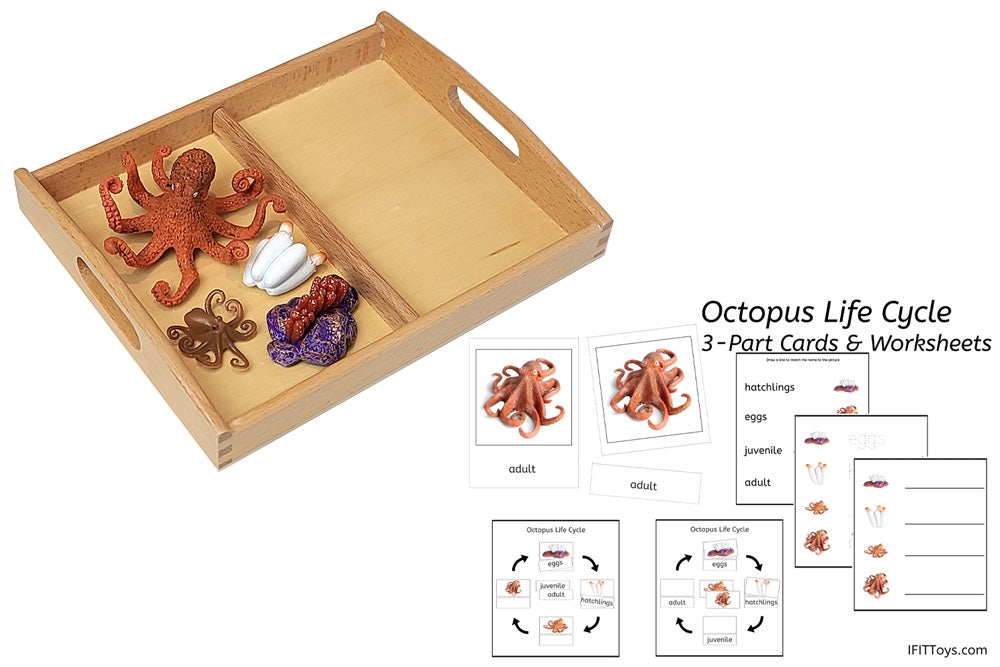 Octopus Life Cycle Models with Tray & Cards