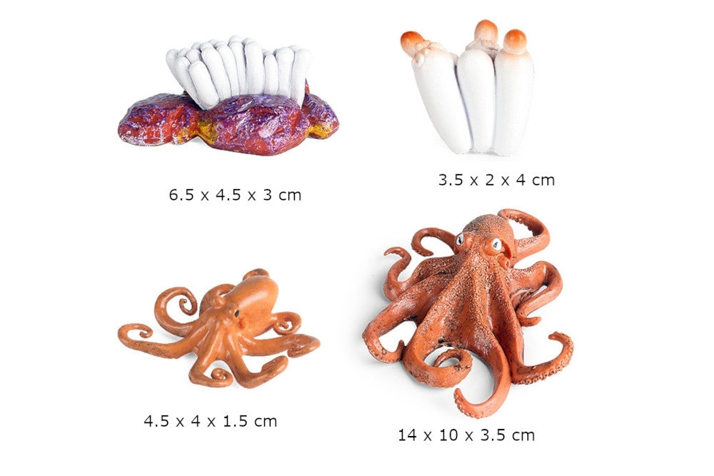 Octopus Life Cycle Models with Tray & Cards