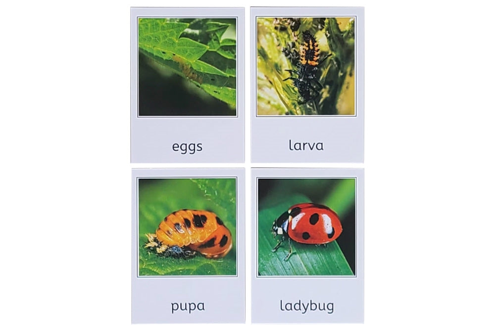 Life Cycle of a Ladybug with Tray and Cards