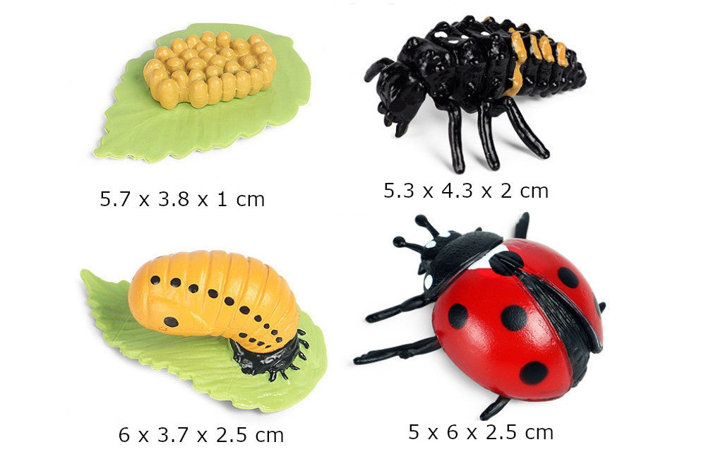 Life Cycle of a Ladybug with Tray