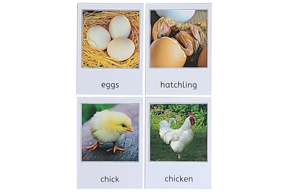 Life Cycle of a Chicken with Tray and Cards