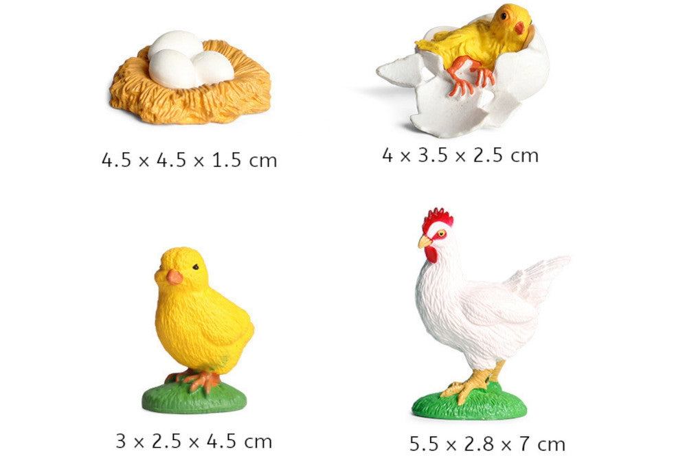 Life Cycle of a Chicken with Tray