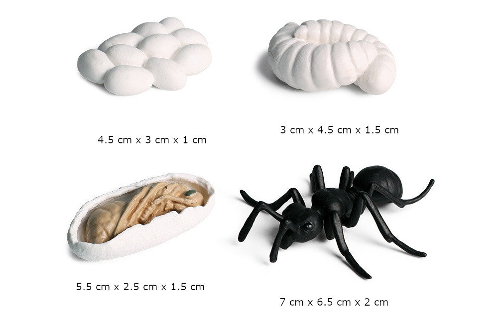 Life Cycle of an Ant with Tray and Cards