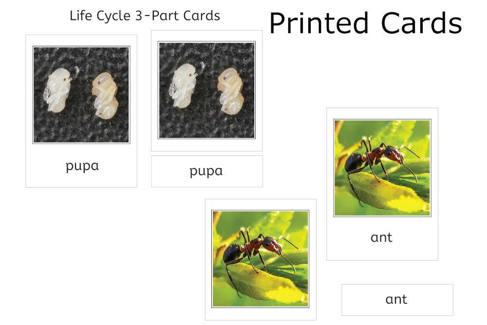 Life Cycle of an Ant with Tray and Cards