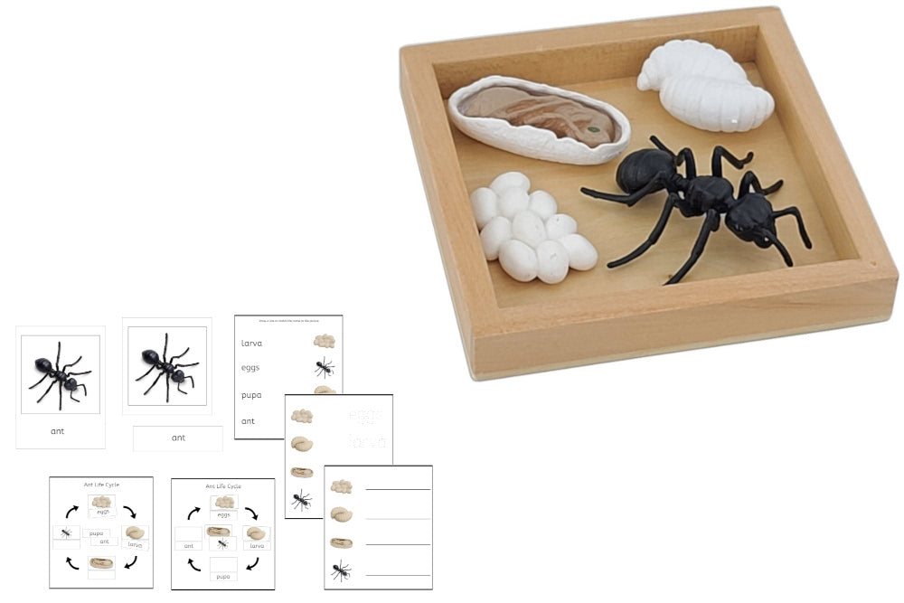 Life Cycle of an Ant with Tray