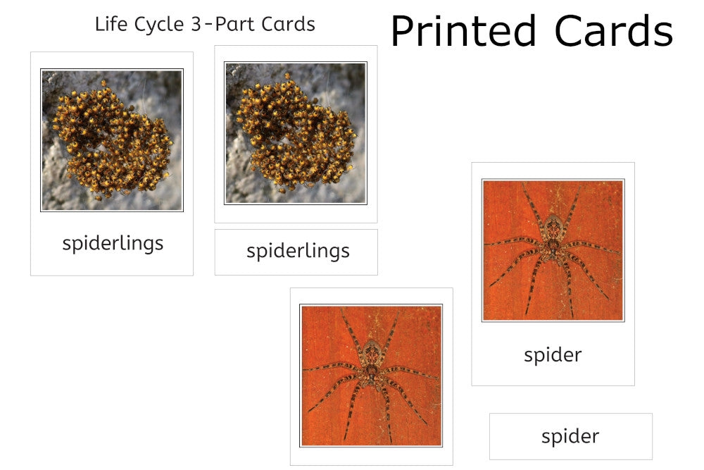 Spider Life Cycle 3-Part Cards