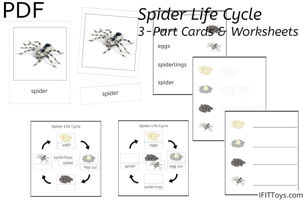 Spider Life Cycle 3-Part Cards & Worksheets (PDF)