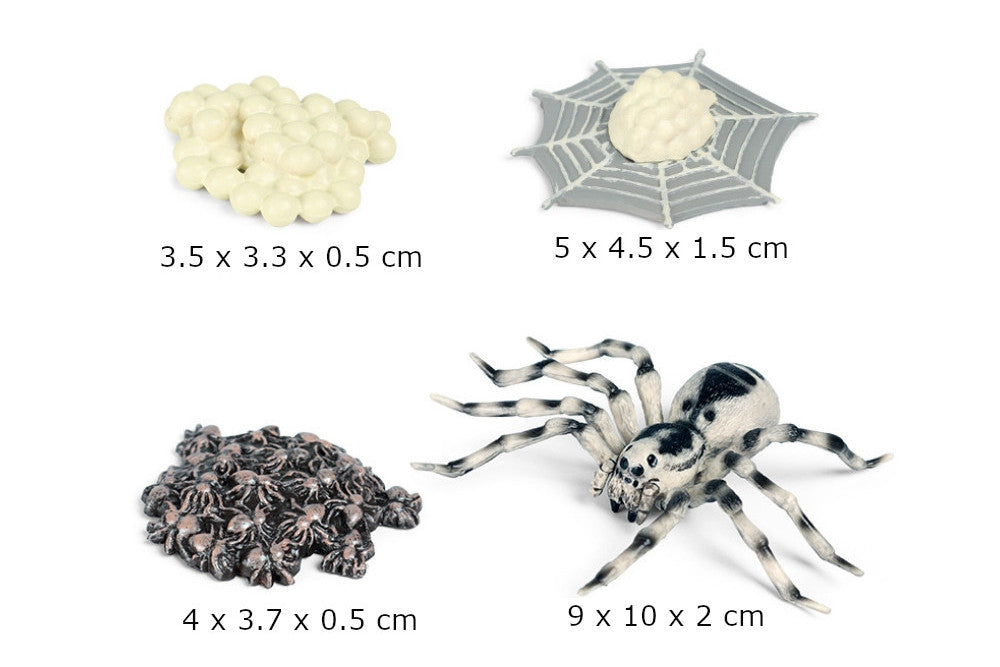 Life Cycle of a Spider with Sorting Tray