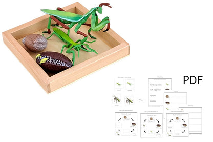 Mantis Development Life Cycle of a Mantis with Tray - IFIT Montessori