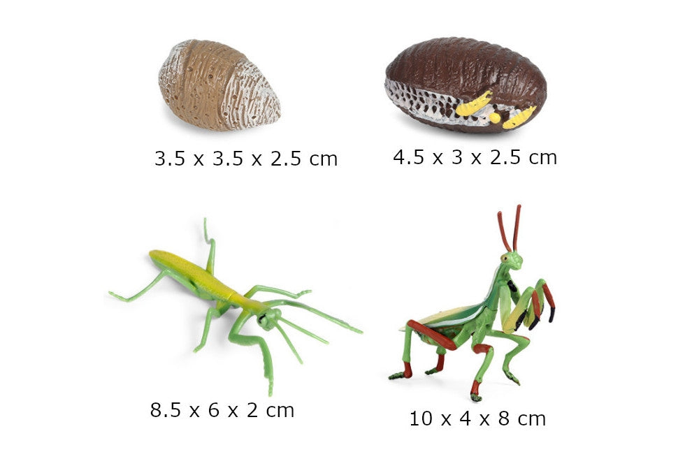 Life Cycle of a Mantis with Tray