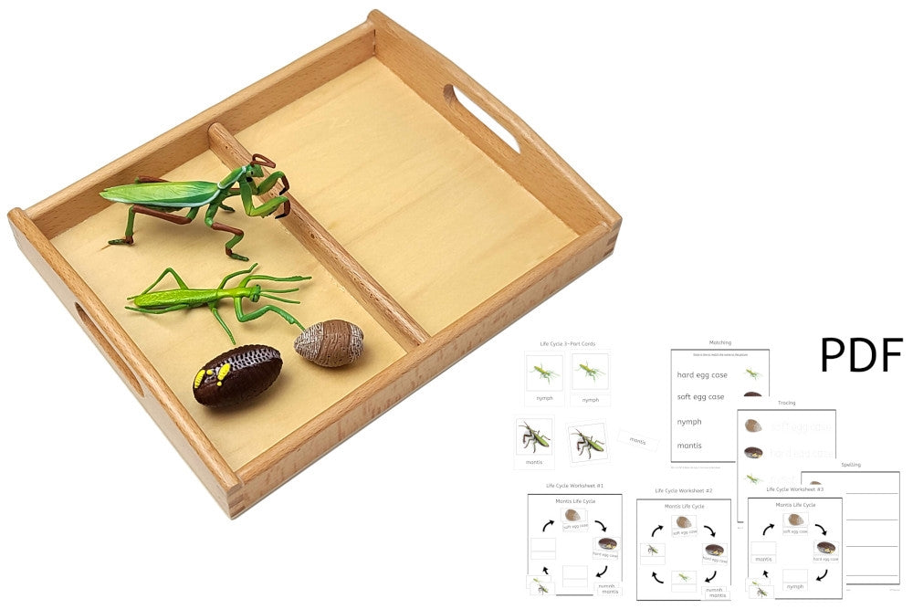 Life Cycle of a Mantis with Tray and PDF set