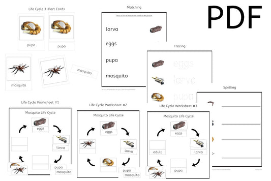 Mosquito Life Cycle 3-Part Cards & Worksheets (PDF)