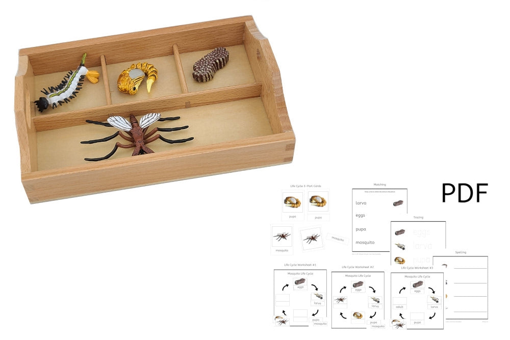 Life Cycle of a Mosquito with Sorting Tray