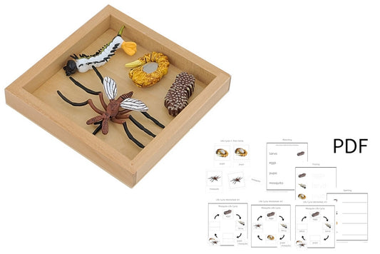 Life Cycle of a Mosquito with Tray