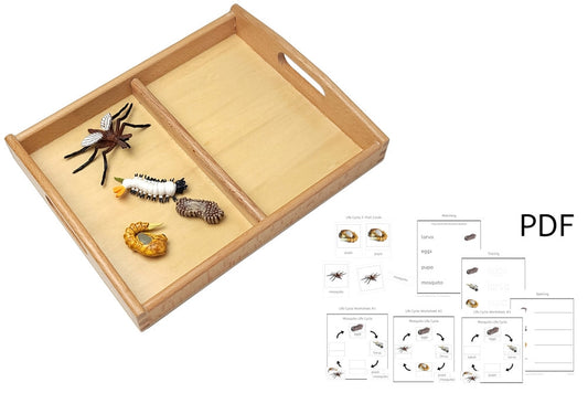 Life Cycle of a Mosquito with Tray and PDF set