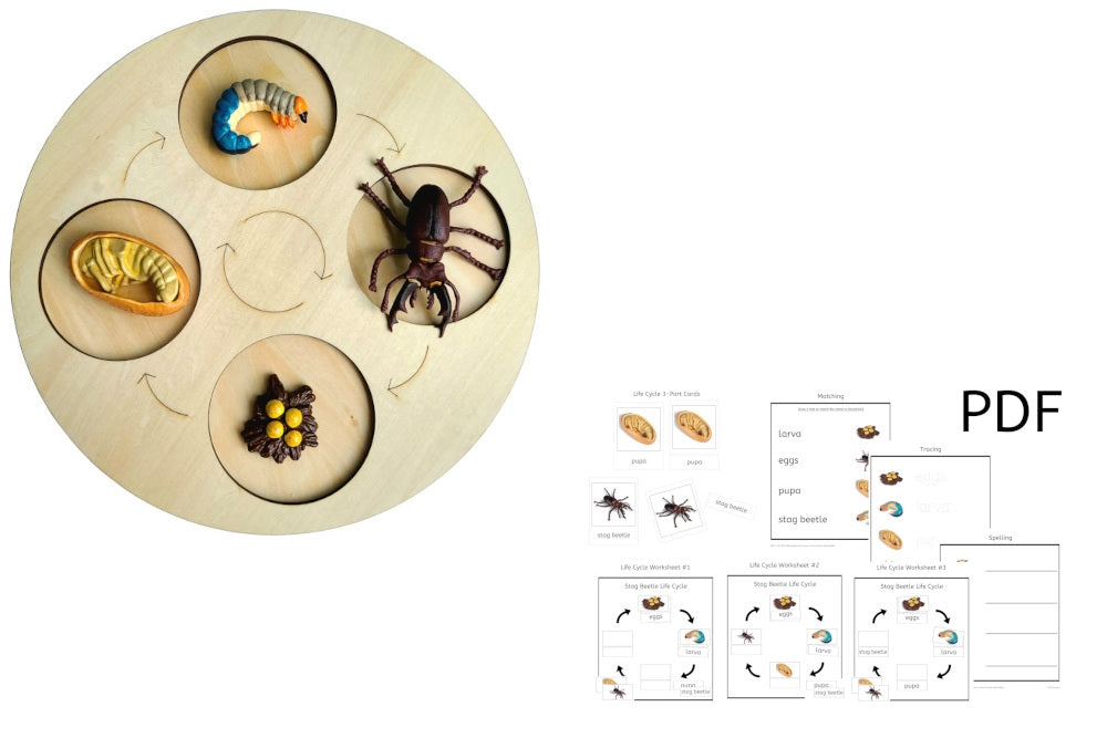 Life Cycle of a Stag Beetle with Demo Tray