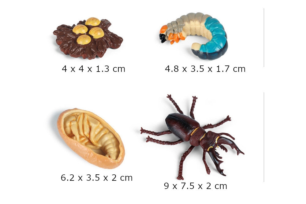 Life Cycle of a Stag Beetle with Tray