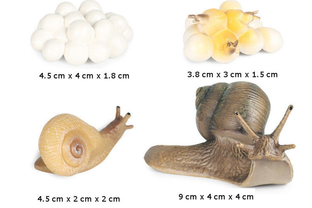 Life Cycle of a Snail with Demo Tray