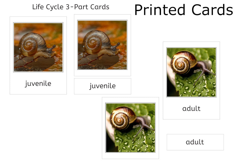 Life Cycle of a Snail Models with Tray and Cards