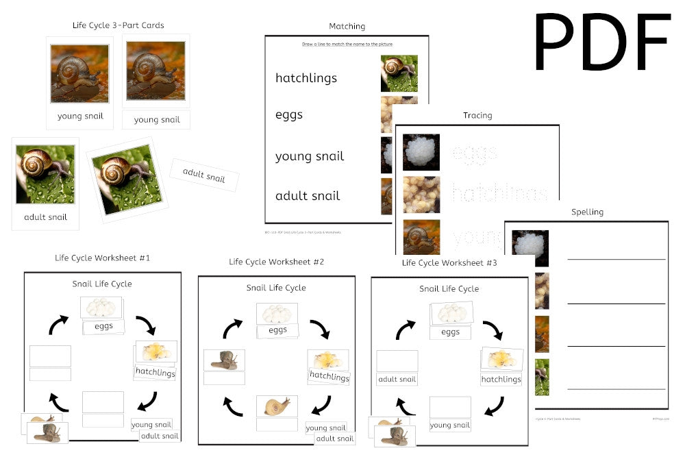 Snail Life Cycle 3-Part Cards & Worksheets (PDF)