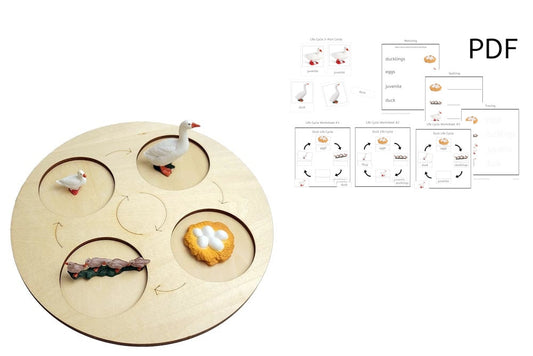 Life Cycle of a Duck with Tray