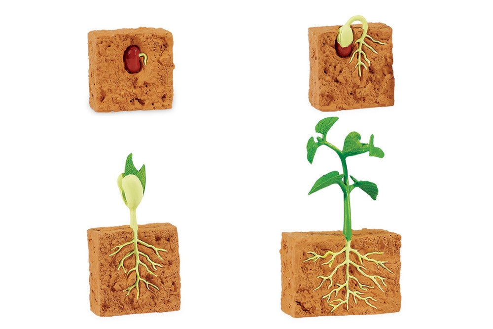 Life Cycle of a Green Bean Plant