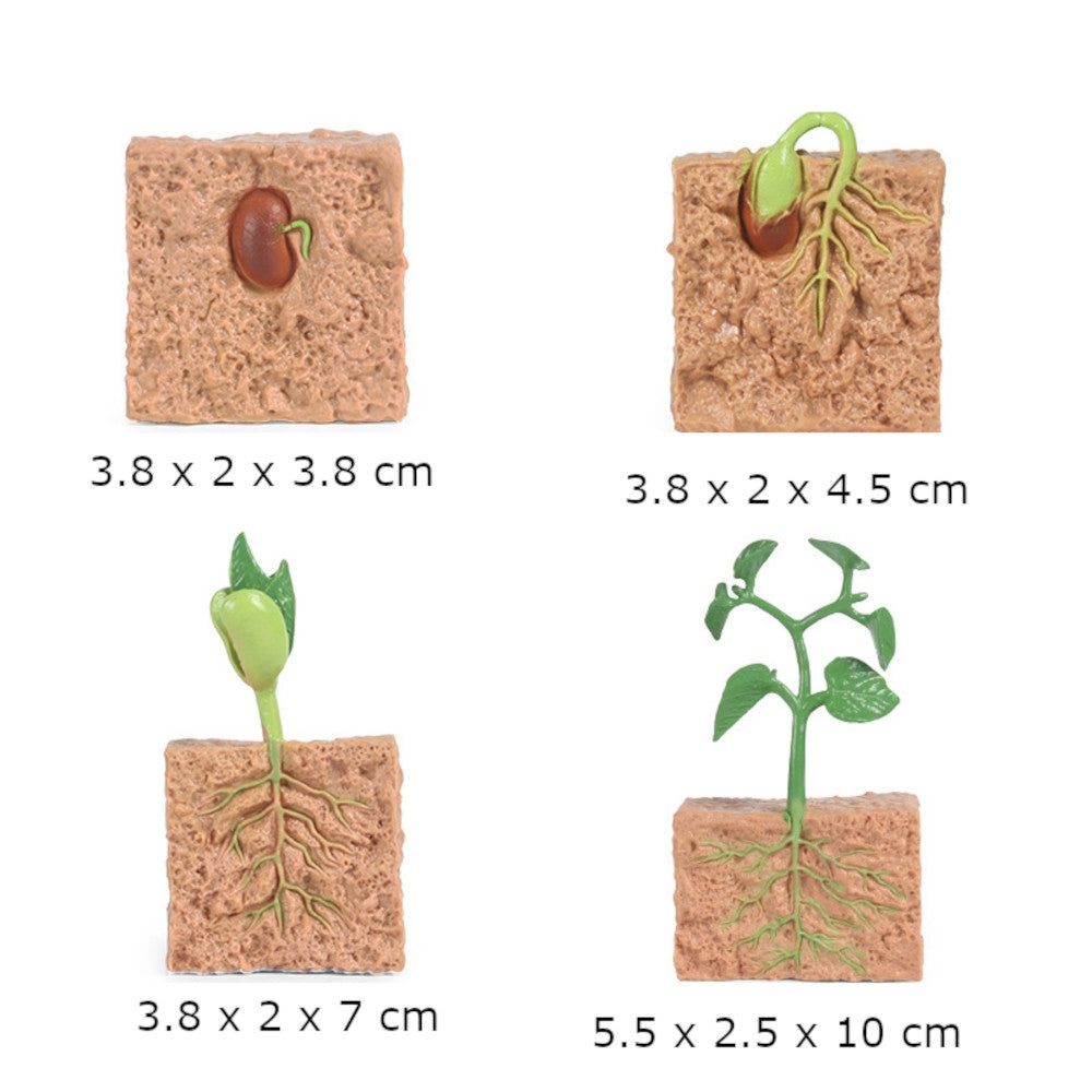 Life Cycle of a Green Bean Plant with Demo Tray