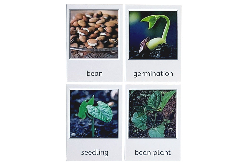 Green Bean Plant Life Cycle 3-Part Cards