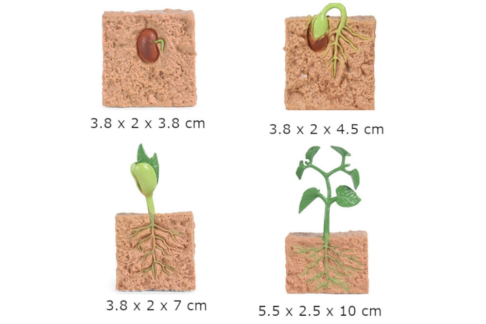 Life Cycle of a Green Bean Plant with Tray & Cards