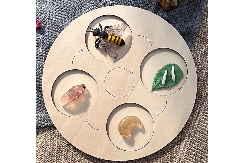 4-Stage Wooden Tray for Life Cycle Models